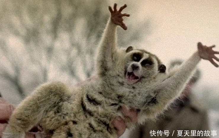 残酷|没看过本片，就别说自己懂二战