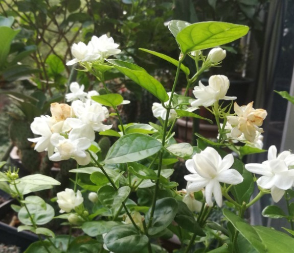 茉莉花学会控水，长得枝繁叶茂，开花一夏天！