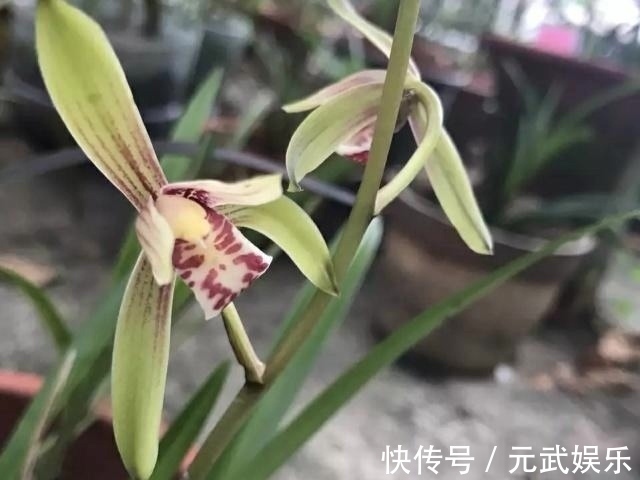 根系|兰花“烂根”了,就用这“4步”,轻松解决,新根长不停!