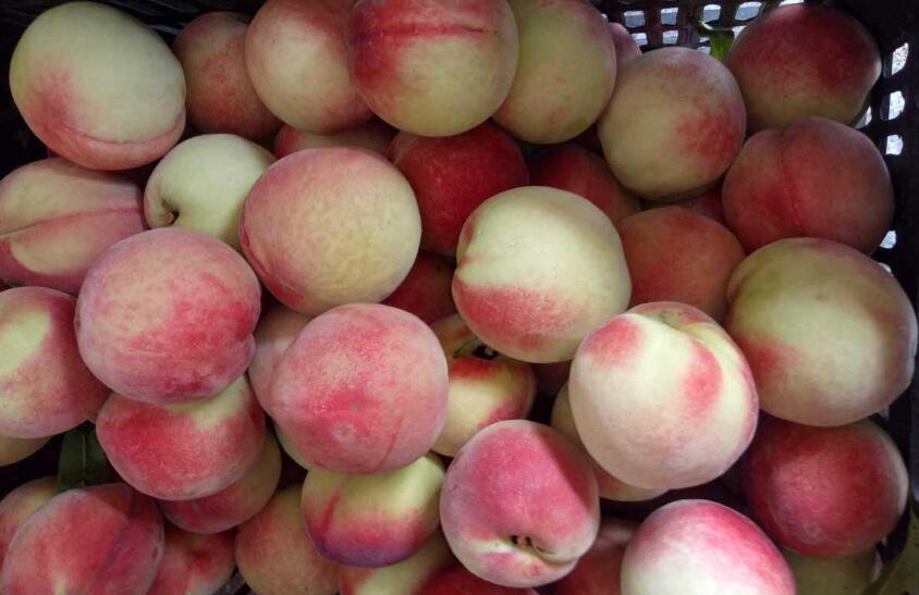 夏天桃子的挑选方法，记住5点，准能买到好吃的桃子