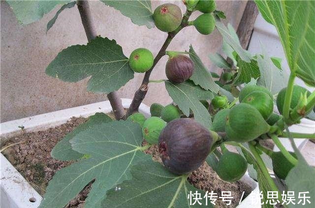 花友们|“2种花”现在扦插正好,剪个枝插盆里,易生根,很快长出一大盆