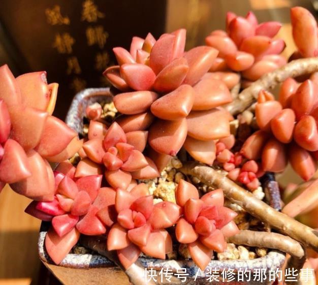 不足一平方的小窗台上,摆上4种高颜值花,皮实好养长势旺