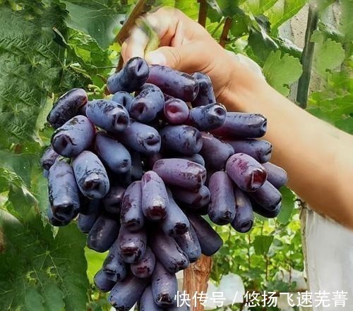 水果|家里有院子的,此树要种2棵,好吃又好看,关键营养价值高!