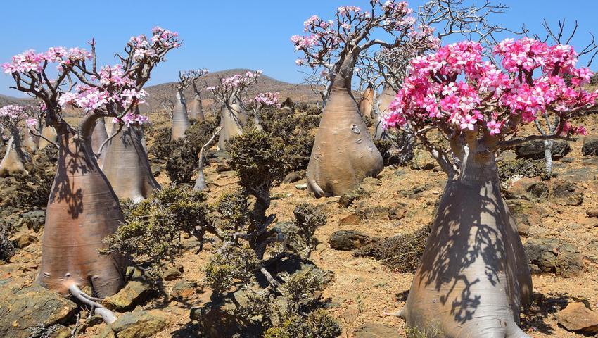 沙漠玫瑰的养殖方法和预防病虫小妙招，只需要记住这几点