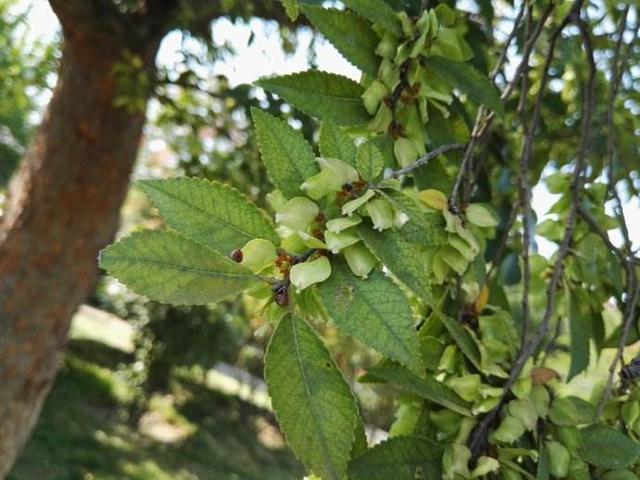 这树真“丑”,但叶子“嚼一嚼”能缓解牙痛,制成盆景观赏性强!