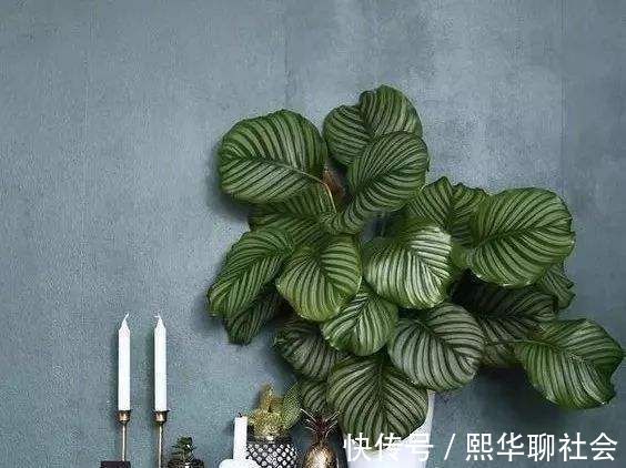 家里放盆栽，有“2养2不养”之说，懂花的人都明白