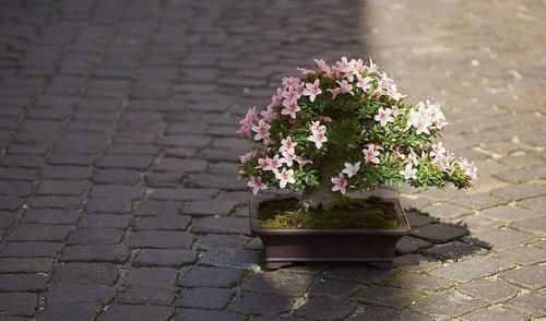 分四季管理杜鹃花，轻松打败养花“活不过三季”之说！