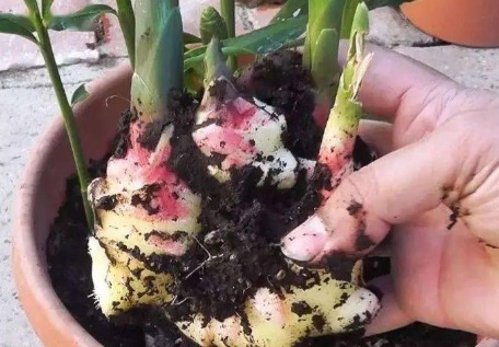 阳台上|一个废油桶里面丢一块姜,一年收获一大盆,省钱又好看