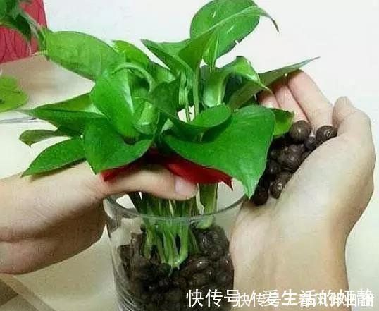 养花|聪明人客厅养花,首选“6种”盆栽,好养好看,家人身体越来越好