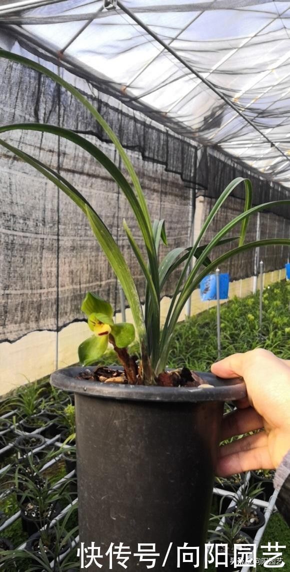 盆景|养兰花,花盆要选对,用“高脚盆”,钻几个洞,养兰花最合适