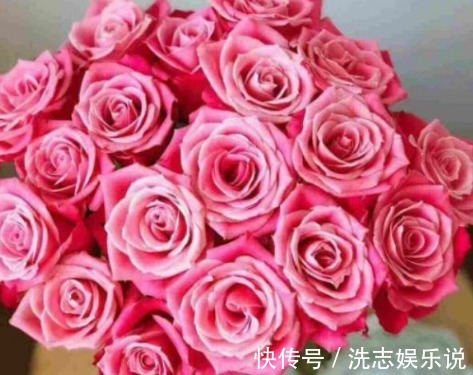 新手养花,不如养盆花中精品“泰姬”,花开如美姬,高贵美艳