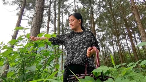 你那有人吃這種野菜嗎？學名龍葵草，土話叫白花菜，你那叫啥？