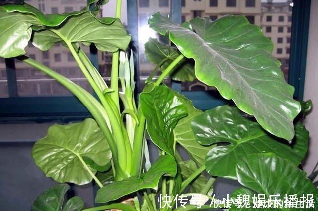 含羞草碱|这几种花室内不能养，家里有的尽快搬走，别拿安全开玩笑！