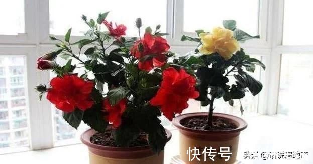 这种过期药片扔花盆里，不管多蔫的花一个劲疯长，不黄叶不烂根