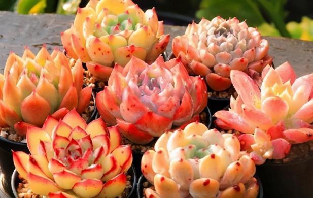 浇水|多肉长“胡须”并非无缘无故,不早点处理问题大了