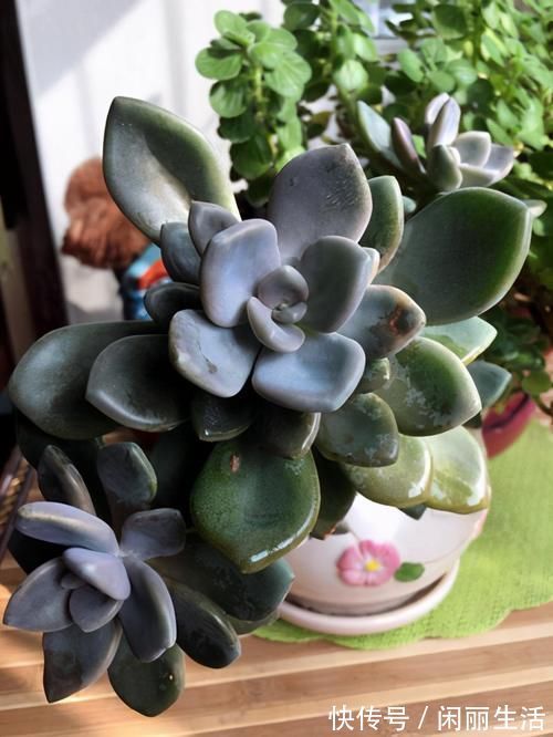 花盆|一种名叫“美人”的植物，皮实好养长得快，一棵长出一大片