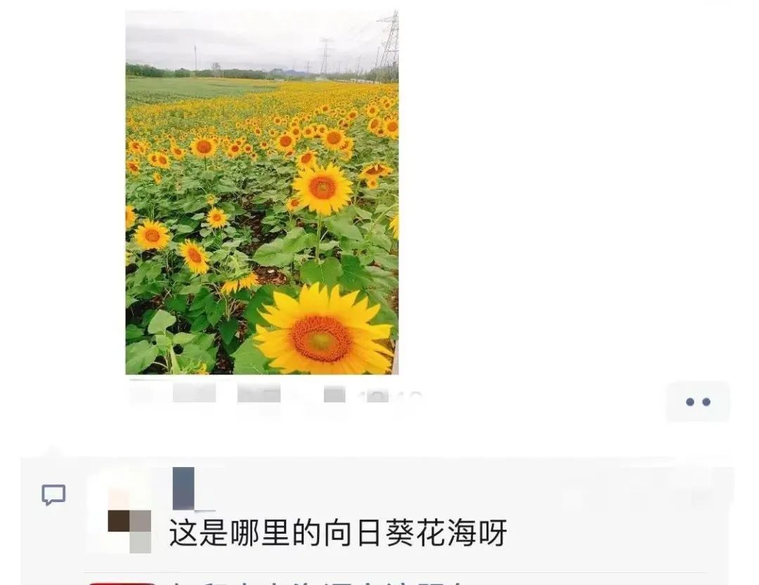 钱江经济开发区|太美了！余杭这片花海正值花期，免费开放！