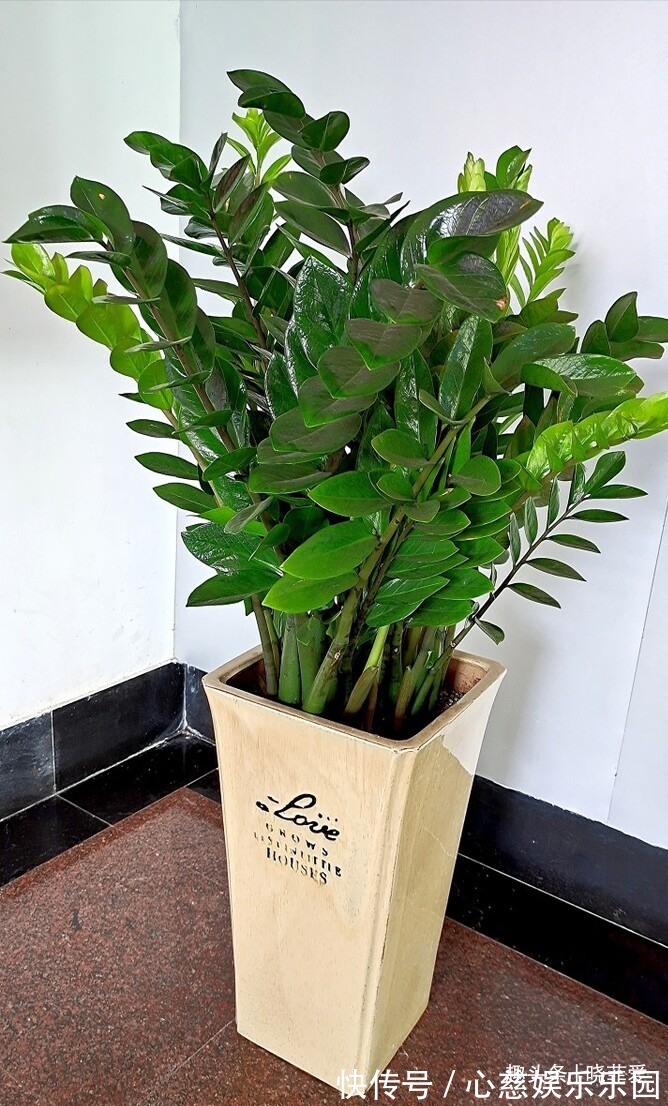 客厅养花不宜多！12种“吉祥花”任选一种，寓意好“养人”还旺家