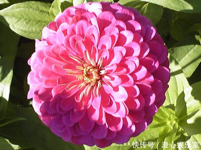 养花|3种花“不怕旱”,浇水不用愁,1月浇1次,开花照样“旺又多”