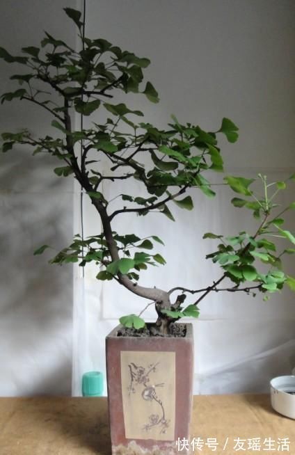 盆栽|4个方法,让盆栽银杏变成矮、胖、矬,好看又值钱
