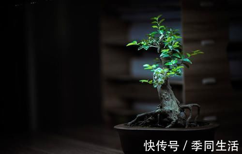 雀梅盆景的一些养护技巧,简单易懂,不知道这些养护技巧,会吃亏