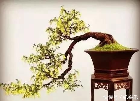 客厅|这3种盆景自带香气、可以抗菌,放在客厅最合适了