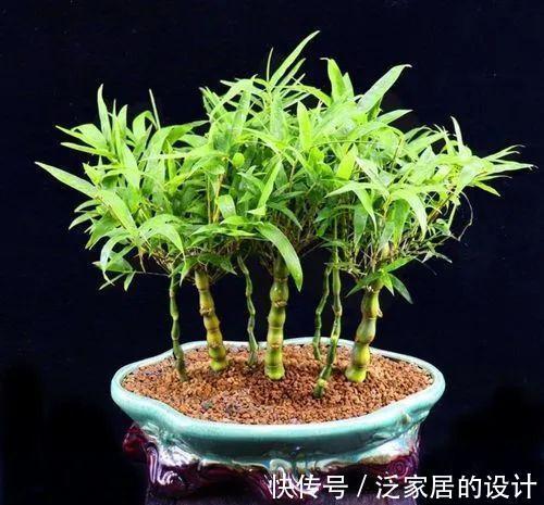 这“胖竹子”真奇特，既有竹的风骨与品格，还胖起来真好看！
