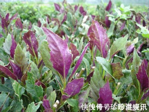 野菜|养肝就是保命,3种野菜,养肝护肝,第3种,长得有点特别