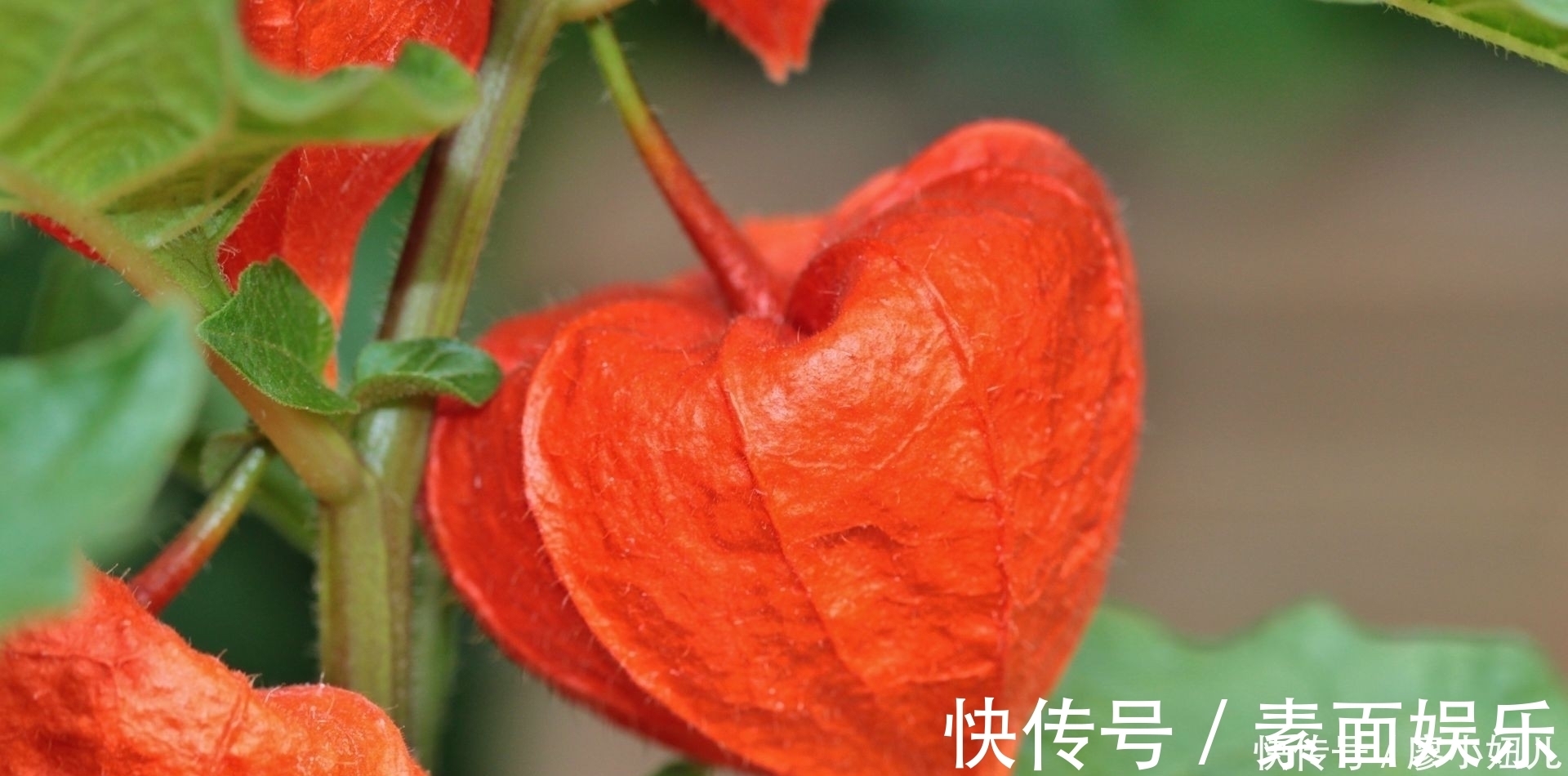 红菇娘|农村一种像灯笼的野草,含在牙疼处,几分钟后就能消除牙痛