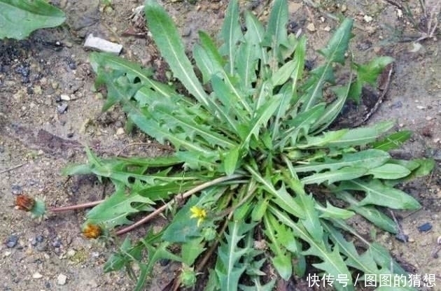 根茎|农村这植物被称为“草药皇后”根茎极为珍贵,外面一斤20元