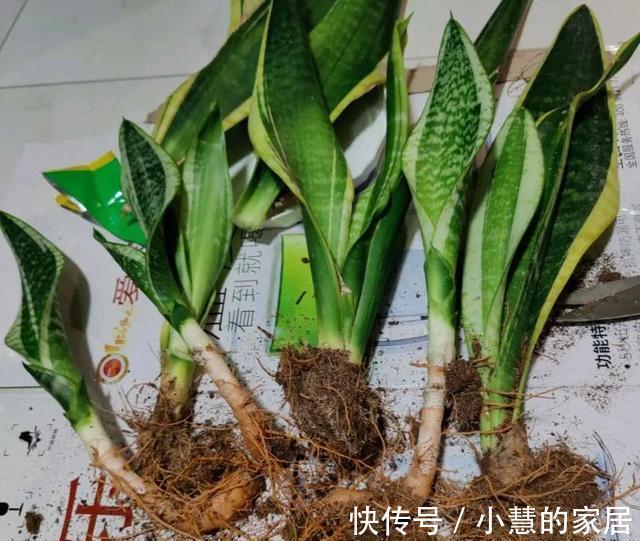 秋天养虎皮兰,必做四件事,少做一个可能会影响生长