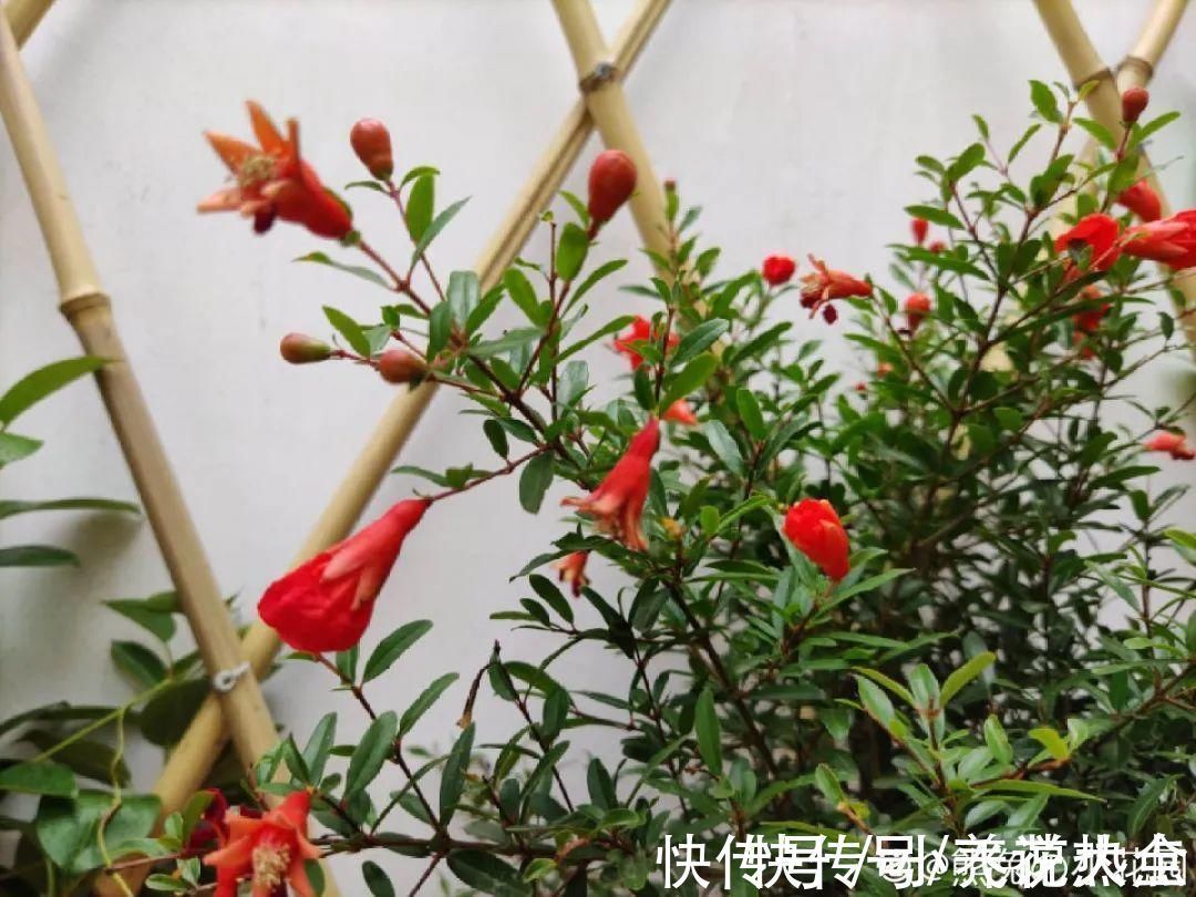 果子|家里养盆“招财花”,一年四季开红花结红果,“招财旺运”又红火