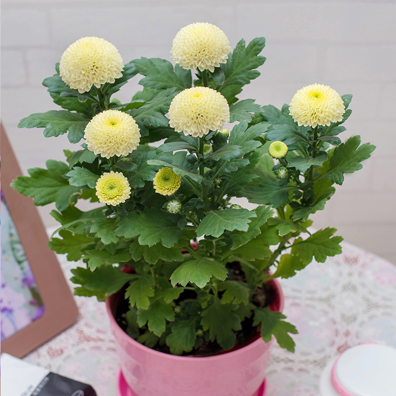 养菊花学会一招,让它什么开花就什么时候开花!
