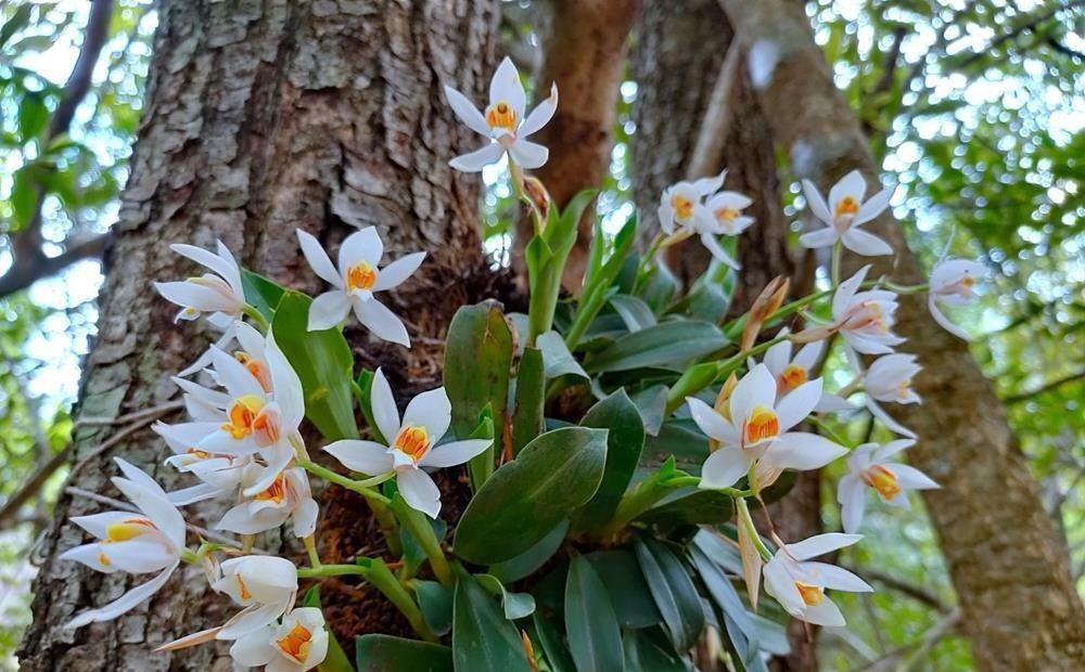 兰花喜欢“三垃圾”，土里埋一点，不烂根猛窜芽，爆出一圈大花苞