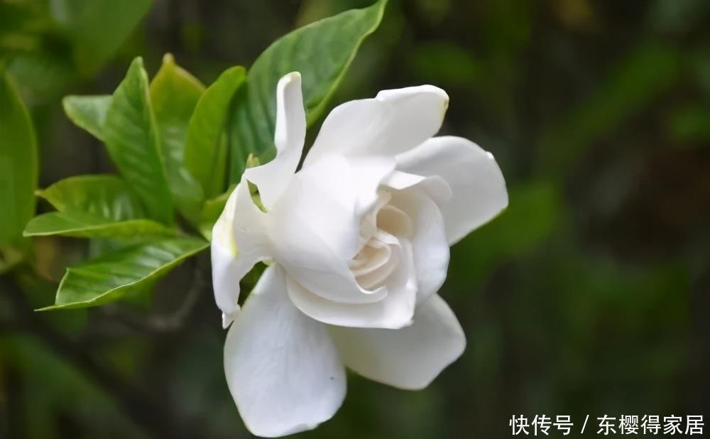 枝条|栀子花的花朵开败之后，一定要对它做3件事，长势会更好