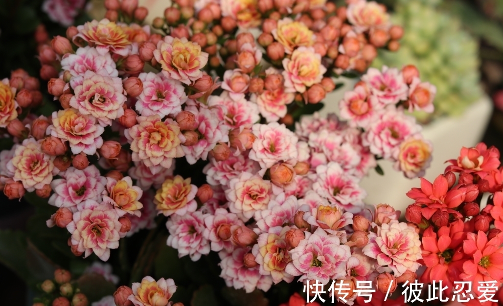 新买的长寿花,要狠心去修剪,养护不到2个月,就能直接开爆盆