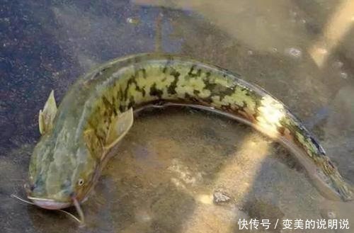 它常被人误解成不能吃的鱼,实际却是“鱼中珍品”,炖茄子是一绝