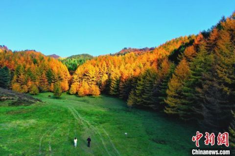  秋色|川北曾家山秋色正浓迎来浪漫红叶季