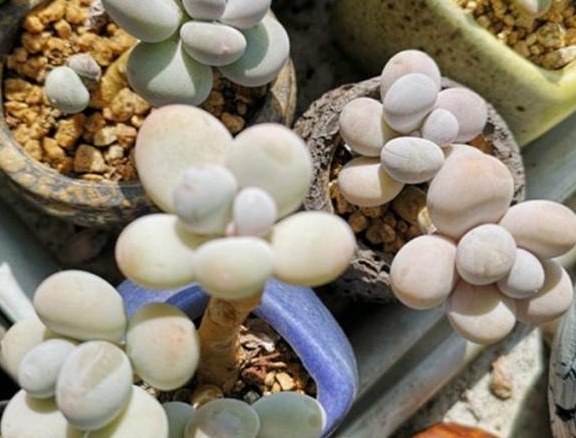 多肉长势差给它喂上“大补肥”，叶片肥又嫩，爆盆不难