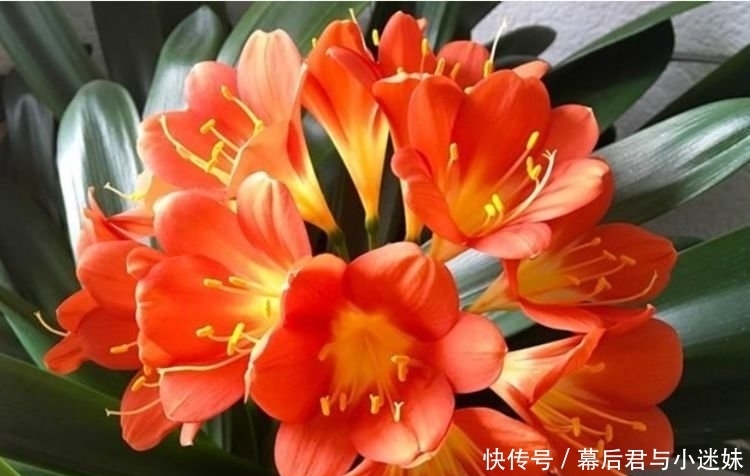 4种花现在养正当时,好养易活开花漂亮,谁养谁喜欢