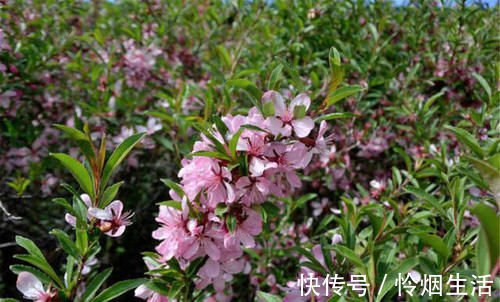 曲江春#刘禹锡的诗一向振奋人心,只有这首不一样,从开篇到结尾句句伤感