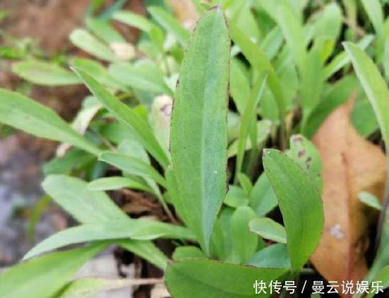 农村这种野菜被称为“鸭舌草”,其味苦过黄莲,对咽喉肿痛有奇效