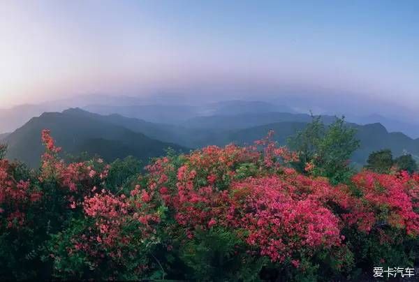 满山开遍映山红