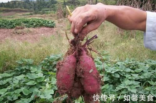 高血压|纯天然的“降压药”找到了,每天来一点,血压自降“稳如泰山”