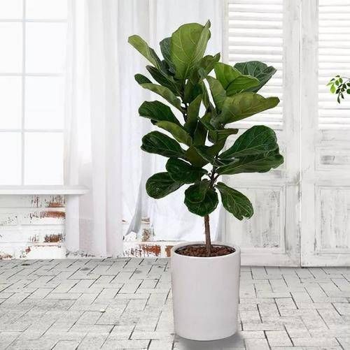 客厅|3种大盆栽,在客厅养一盆,美观大方,还能吸甲醛