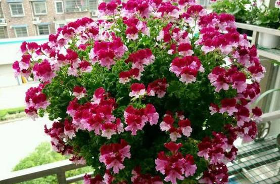 这5种花,吊起来养,开成花球,花多到看不到叶子!