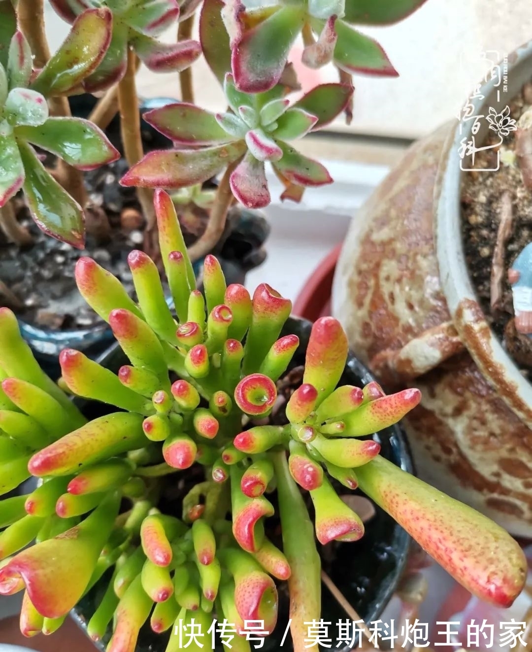 回顾令人难忘的2020年!2021,我定不负美肉不负众望!