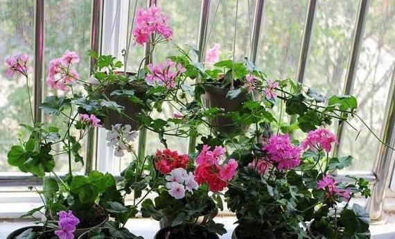 养花盆里出现了蘑菇、野草、白霜不要掉以轻心，做对方能完胜