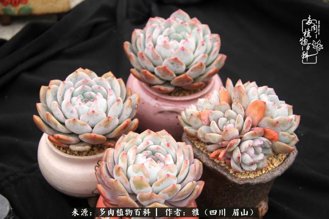 养多肉六年,从痴迷到佛系,世事漫随流水,唯有喜爱永恒!