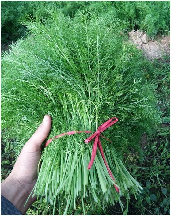 馅饼|茴香再好吃也要注意三个禁忌,大多数人不知道,建议收藏!